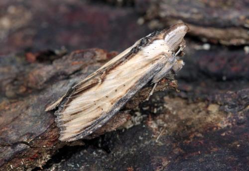 Réf. 294 437 : Cucullia scrophulariphila